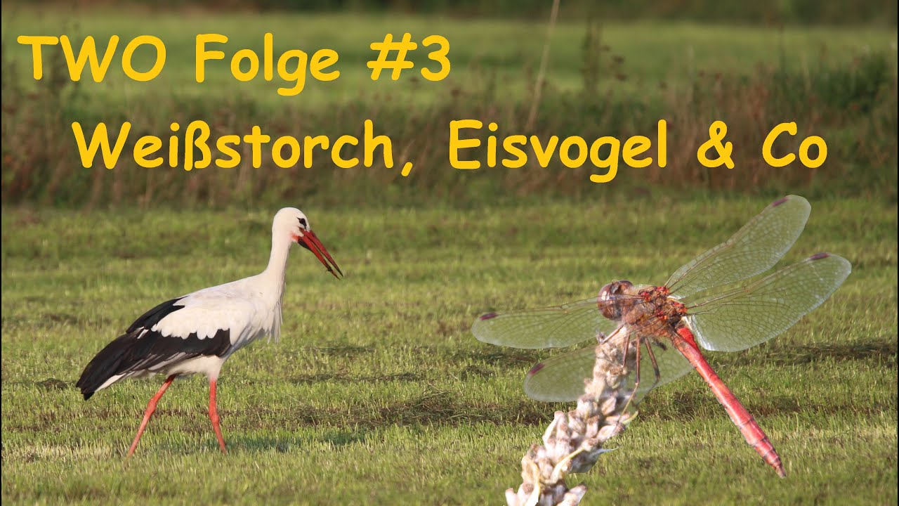 TWO Folge 3: BESTE Tour bislang! / Weißstorch, Eisvogel und Co