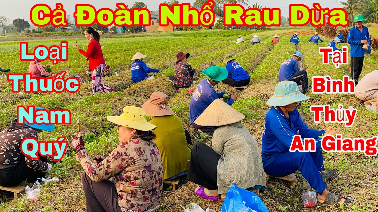 Tờ Mờ Sáng Theo Đoàn Người Đi Nhổ Rau Dừa ở Bình Thủy – An Giang