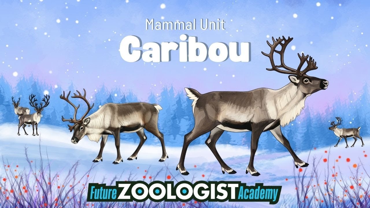 Caribou | Facts About Reindeer