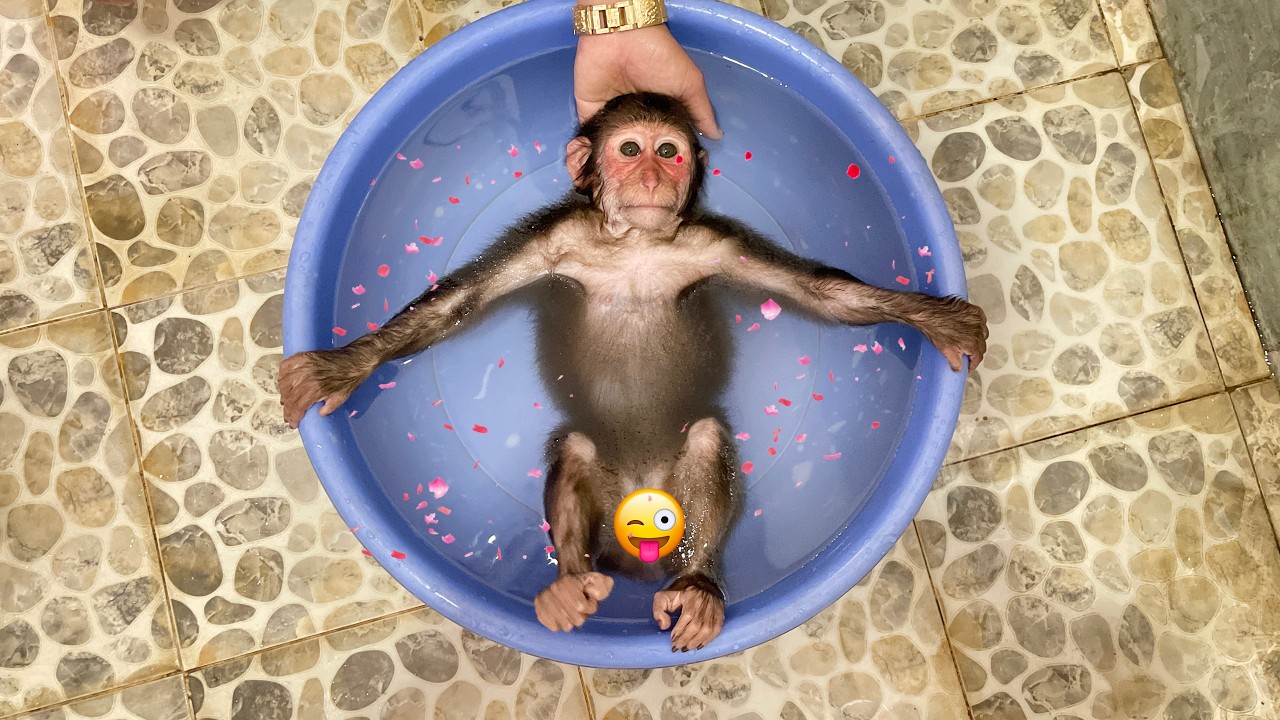 Cubis Gets So Itchy! Dad Rushes to Bathe Him! 🐒🛁
