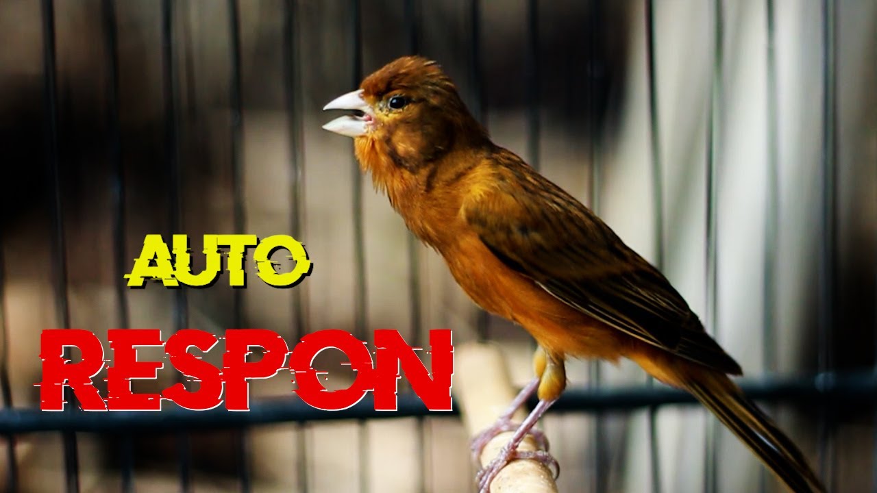 KENARI BLACK RED GACOR JEDA, TERAPI KENARI PAUD CEPAT BUNYI