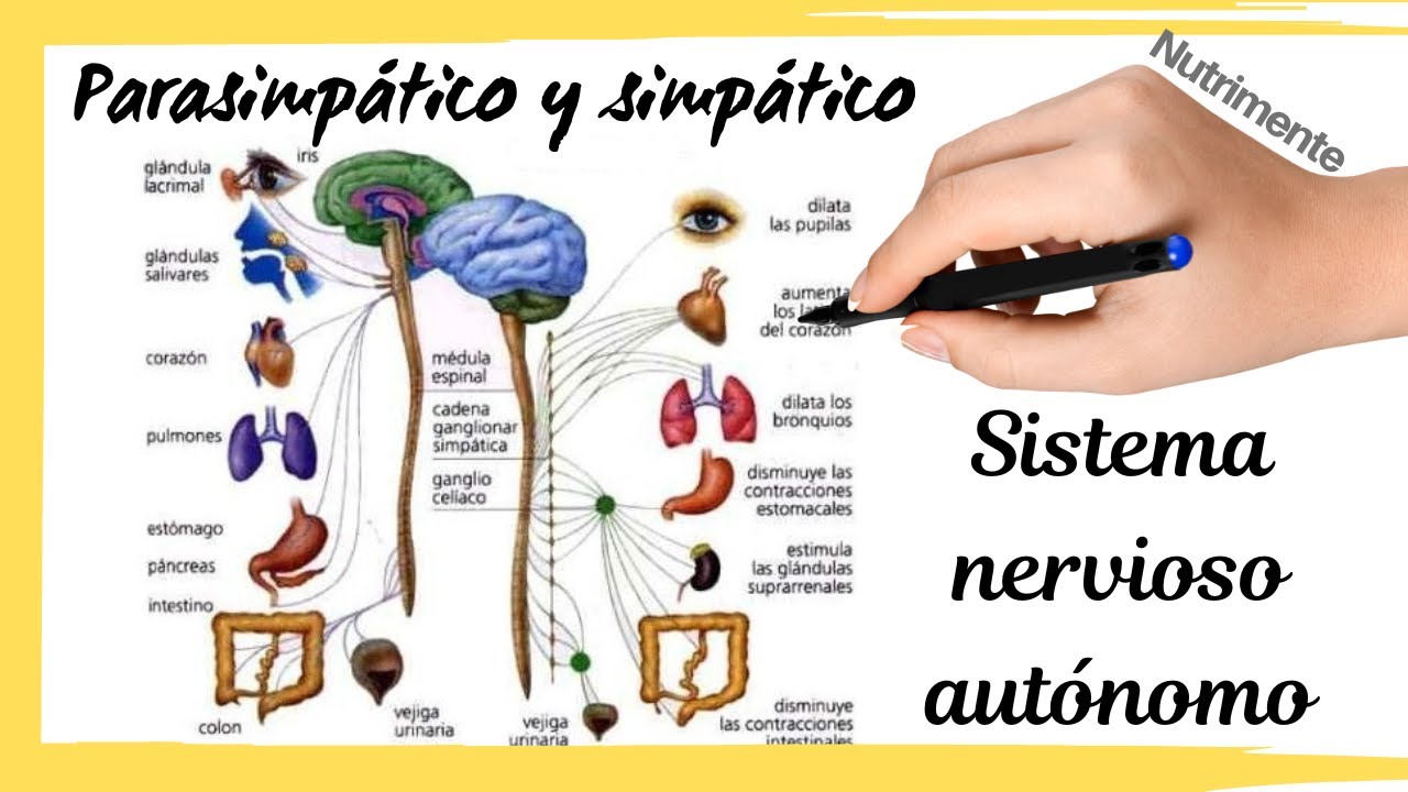 Sistema nervioso AUTÓNOMO  [Simpático y Parasimpático]