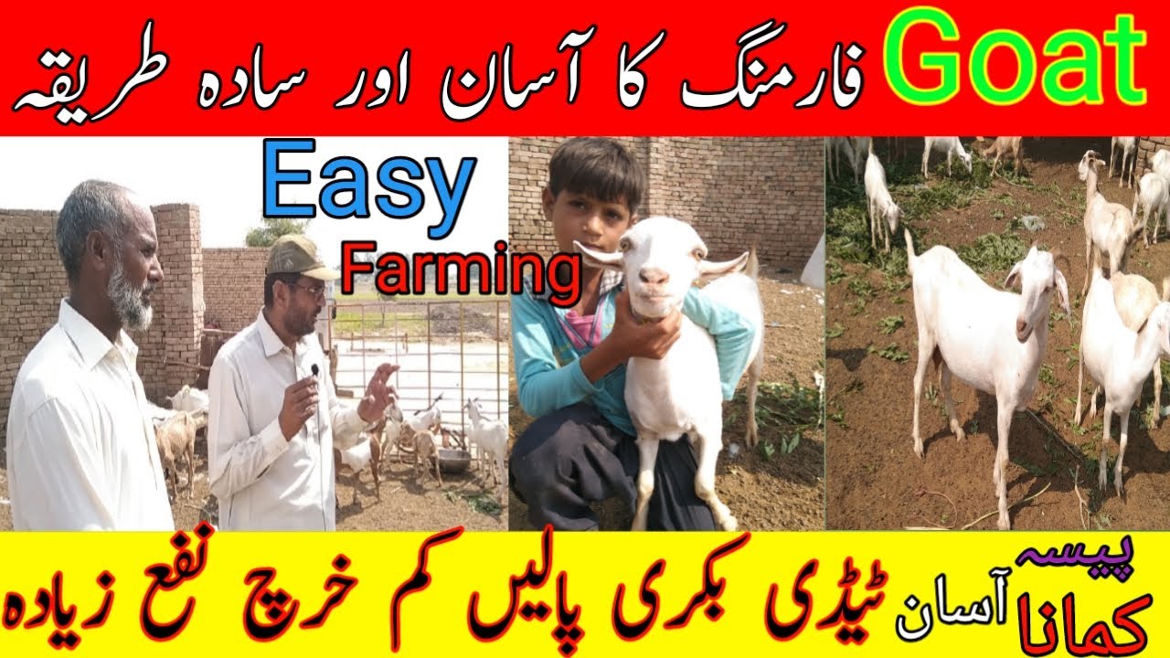ٹیڈی بکری کی فارمنگ بہترین نفع بخش فارمنگ ھے کم سرمائے والے دوستوں کے لئیے بہترین کاروبار۔