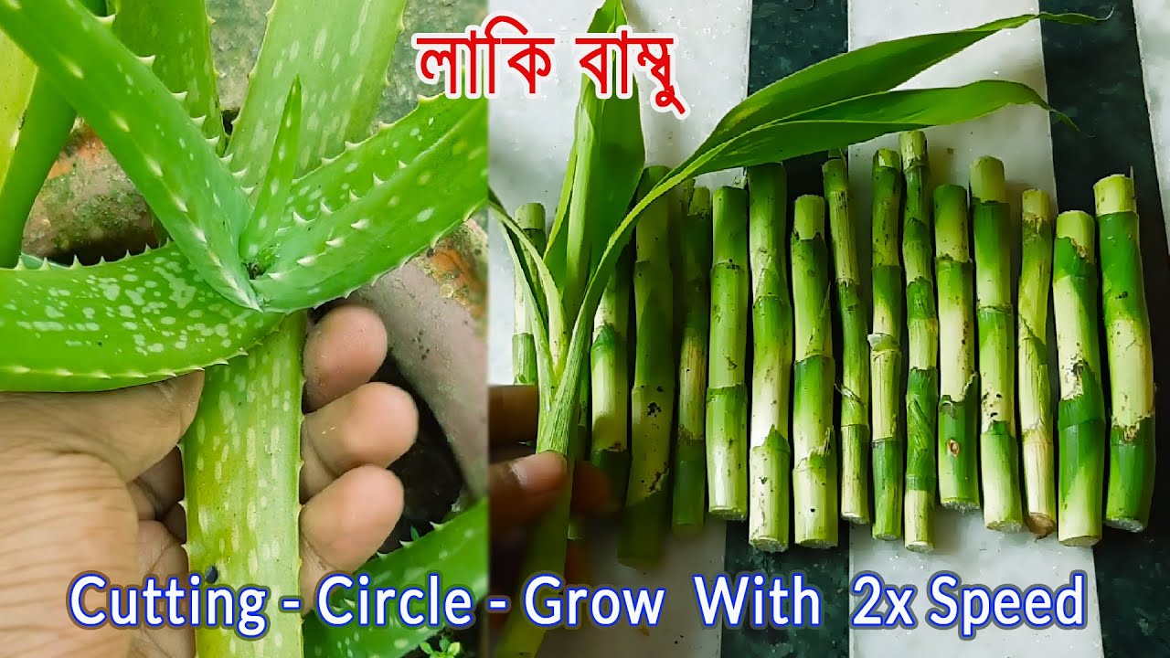 Lucky Bamboo কাটিং-ডিজাইন-চারা তৈরি-যত্ন All In One Video Must See.