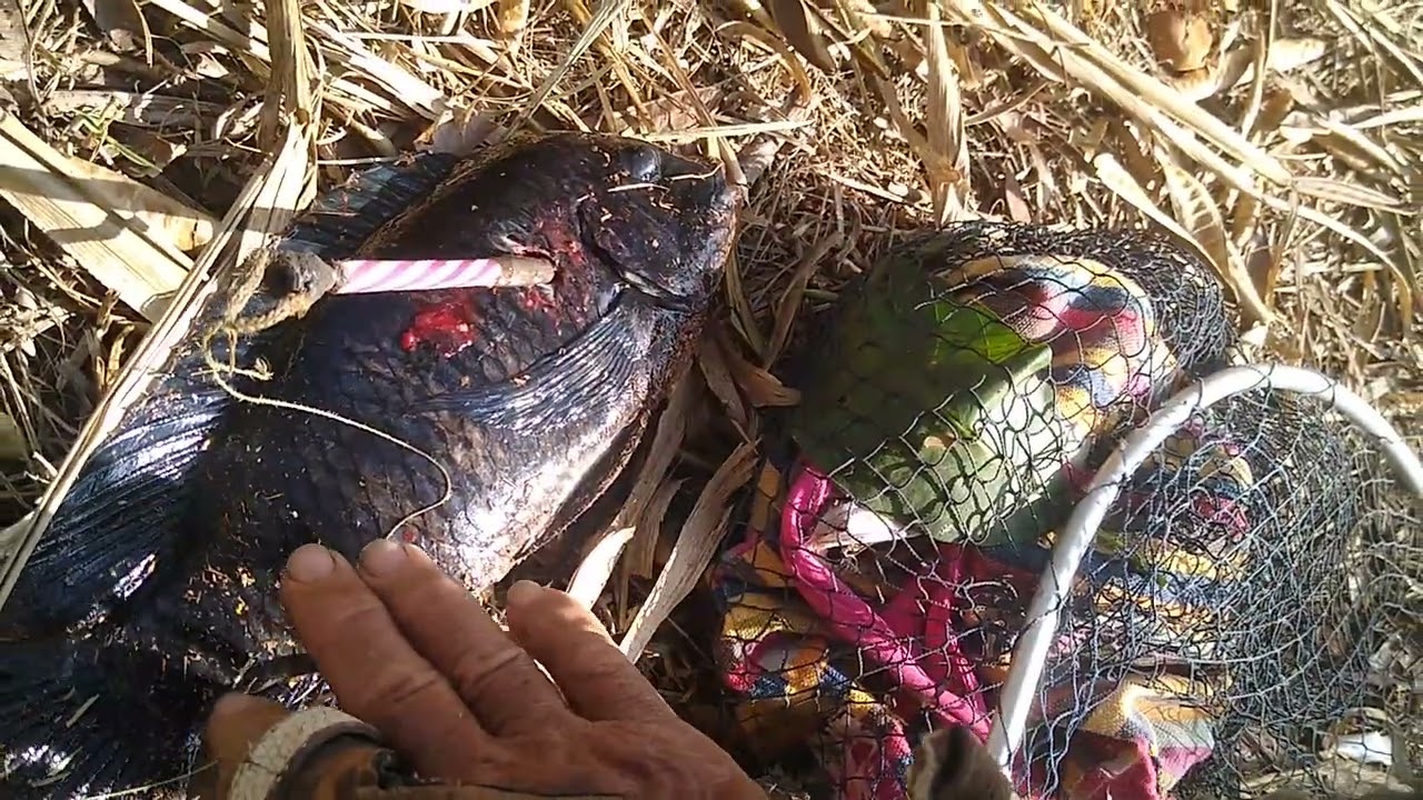 pesca de estilingue saiu dois uma til&aacute;pia e um apalhari lagoa vermelha usina
