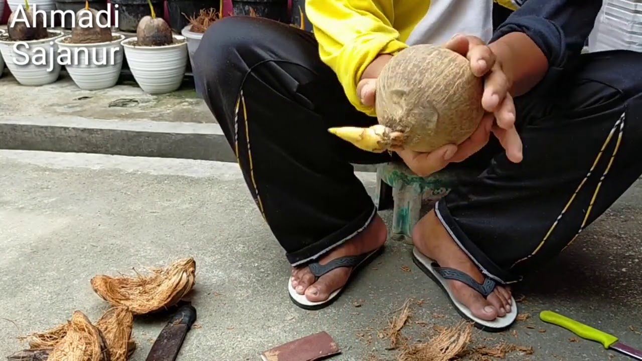 #Calon Bonkla,#Kupas,#Bersihkan#Licinkan, #Vernish, #Tanam dgn media Air.