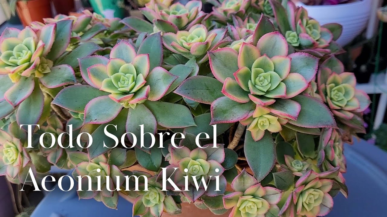 Todo Sobre el Aeonium Kiwi