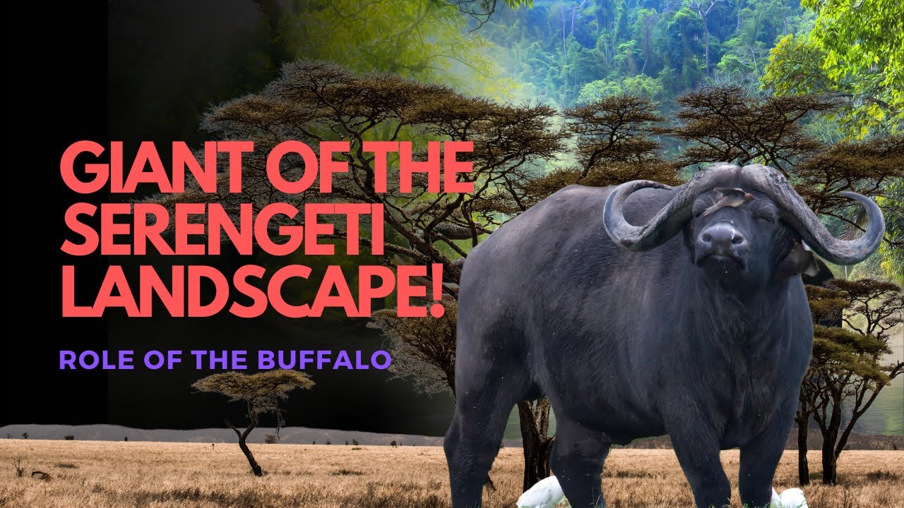 AFRICAN BUFFALO | Guardian of the Serengeti&rsquo;s Wild Legacy | The Wild Wonder