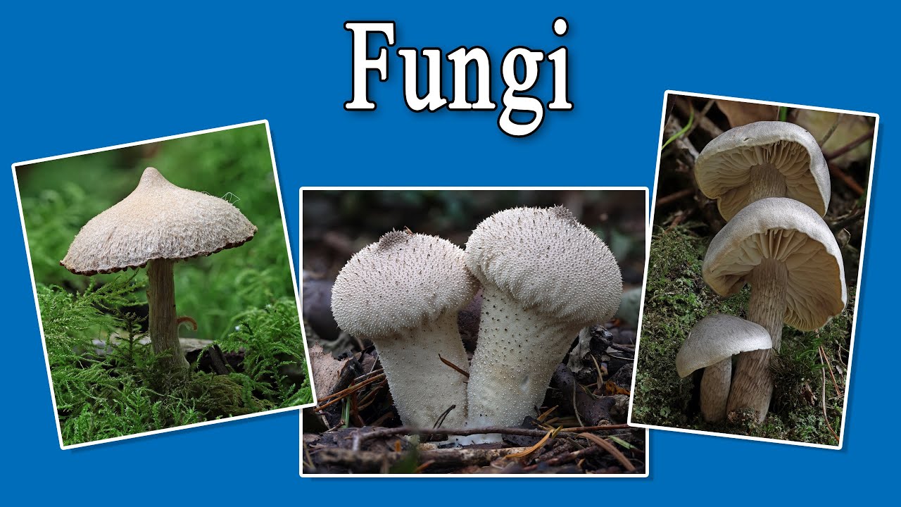Fungi