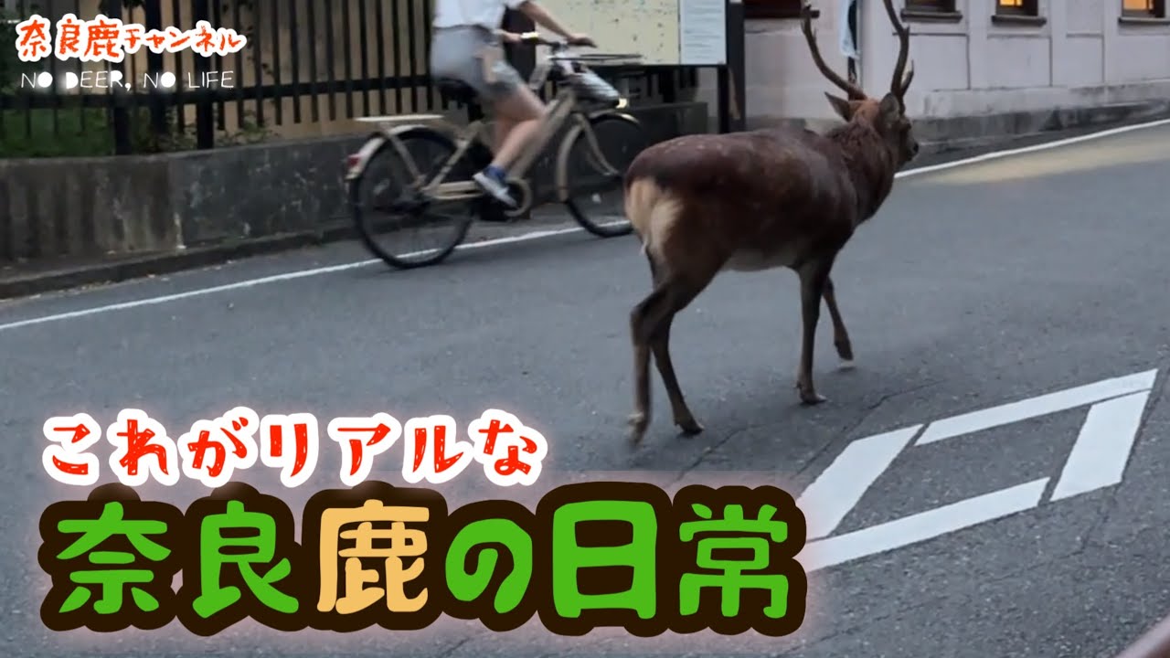 リアル 奈良鹿の日常 🫎 今の時期は角がぴんぴんに尖ってます。角ジカさんに近寄らないでね 〜奈良公園の鹿の日常Vlog🦌💝💓
