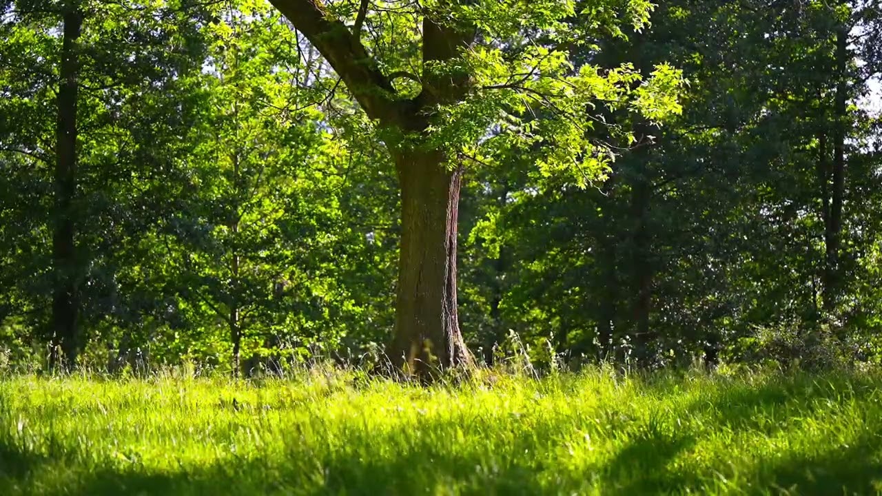 4K Free Stock Footage &ndash; Serene Forest with Sunlit Oak Tree in Green Meadow | No Copyright