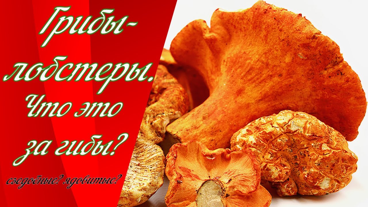 Грибы-лобстеры | Lobster mushrooms Canada | Quebec.