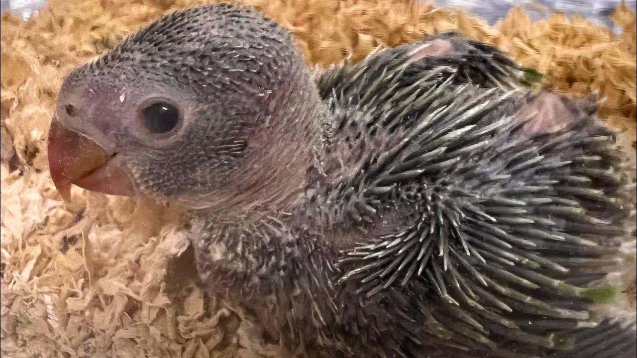 How to feed a baby bird @annseer 