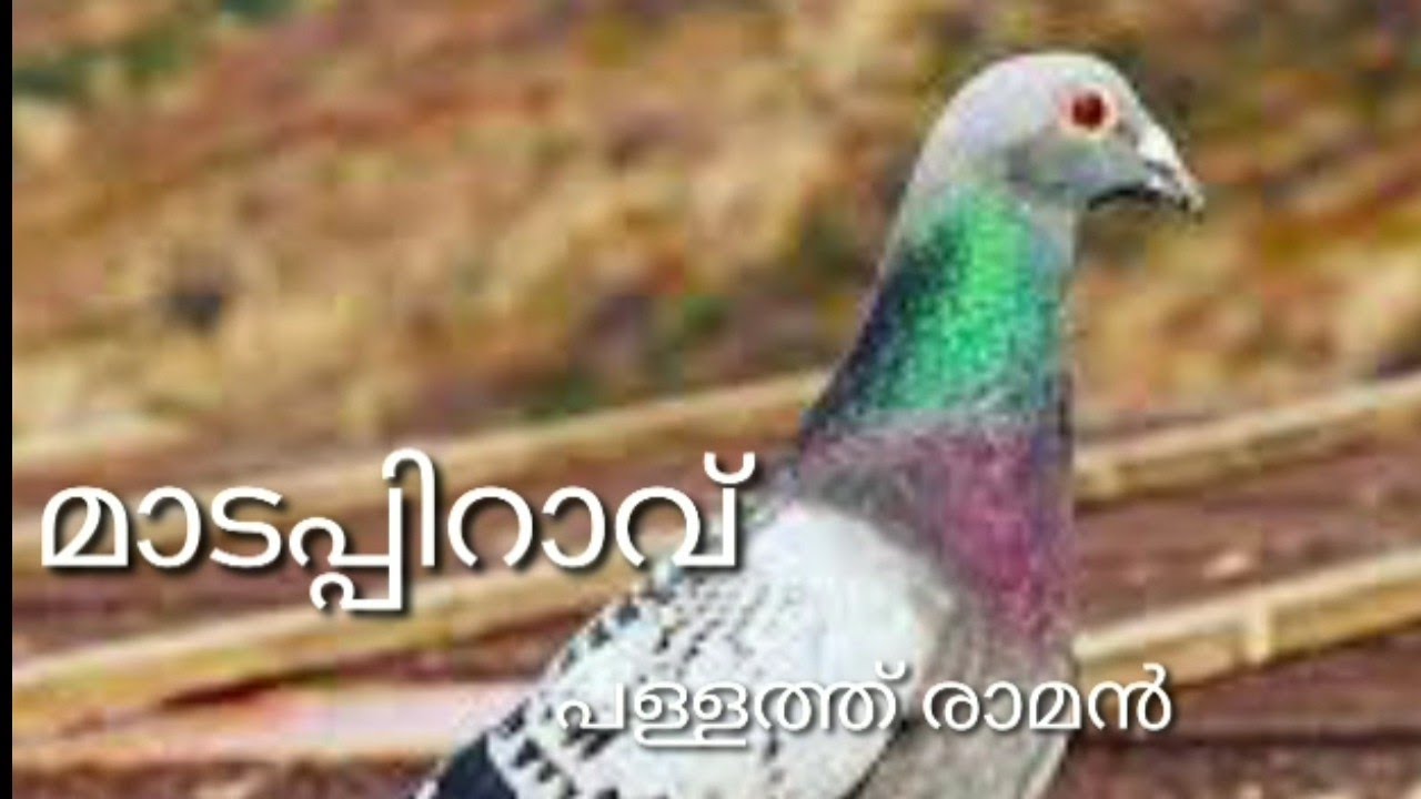 മാടപ്പിറാവ് - പള്ളത്ത് രാമൻ