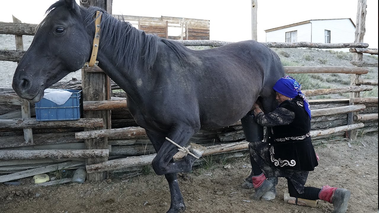Milking Horse and Making Kumys. Russia Village life in Altay.