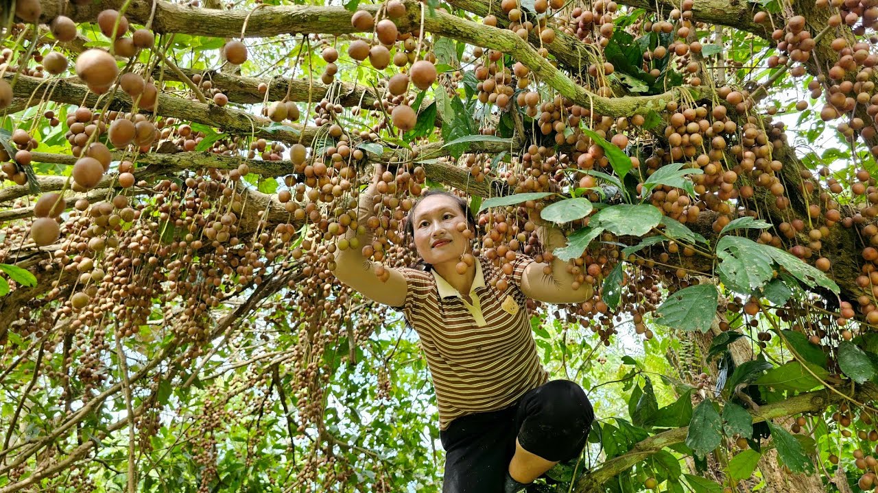Harvest wild fruit, how to make burgers, donuts, cornbread to sell to market to sell | Ly Thi Tam