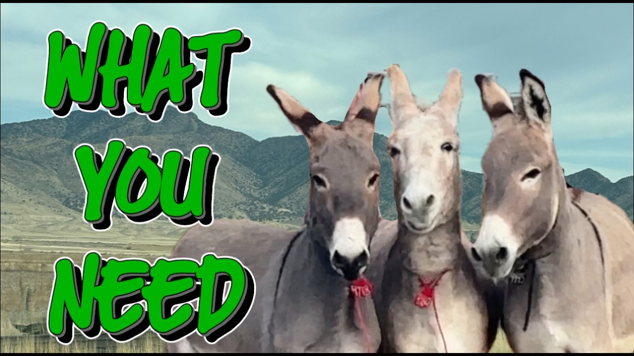 What You Really Need to Adopt a Wild Burro