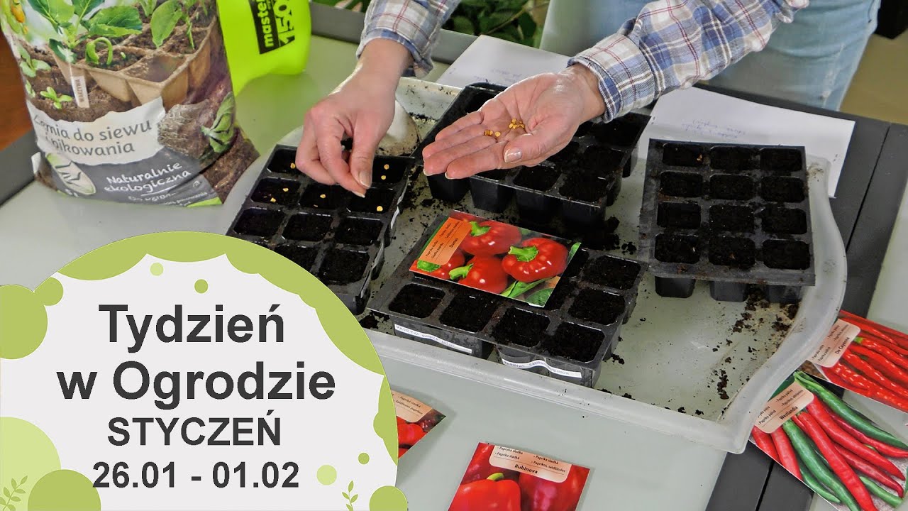 Styczeń w ogrodzie. Kalendarz ogrodnika na 26.01 - 01.02 Prace ogrodnicze w styczniu
