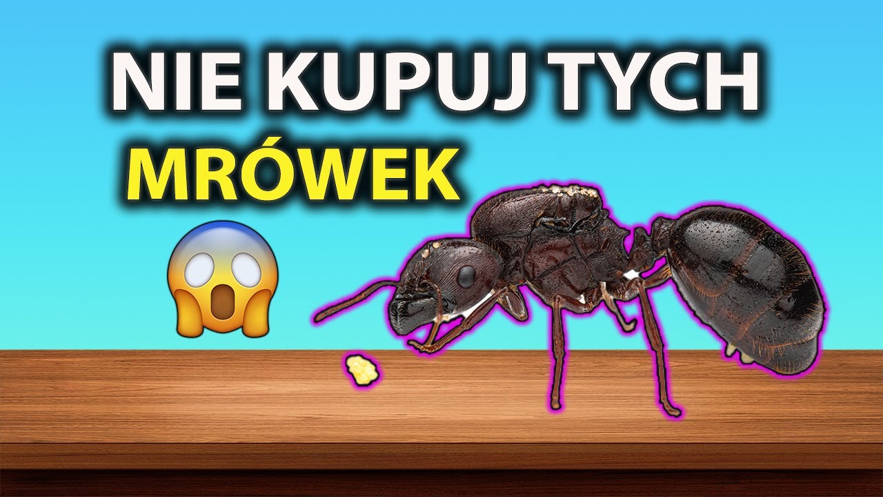 Dlaczego Zakup tych mrówek to błąd