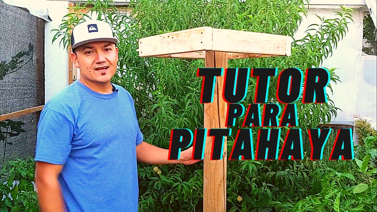 COMO HACER UN TUTOR O SOPORTE PARA PITAHAYA 🌵