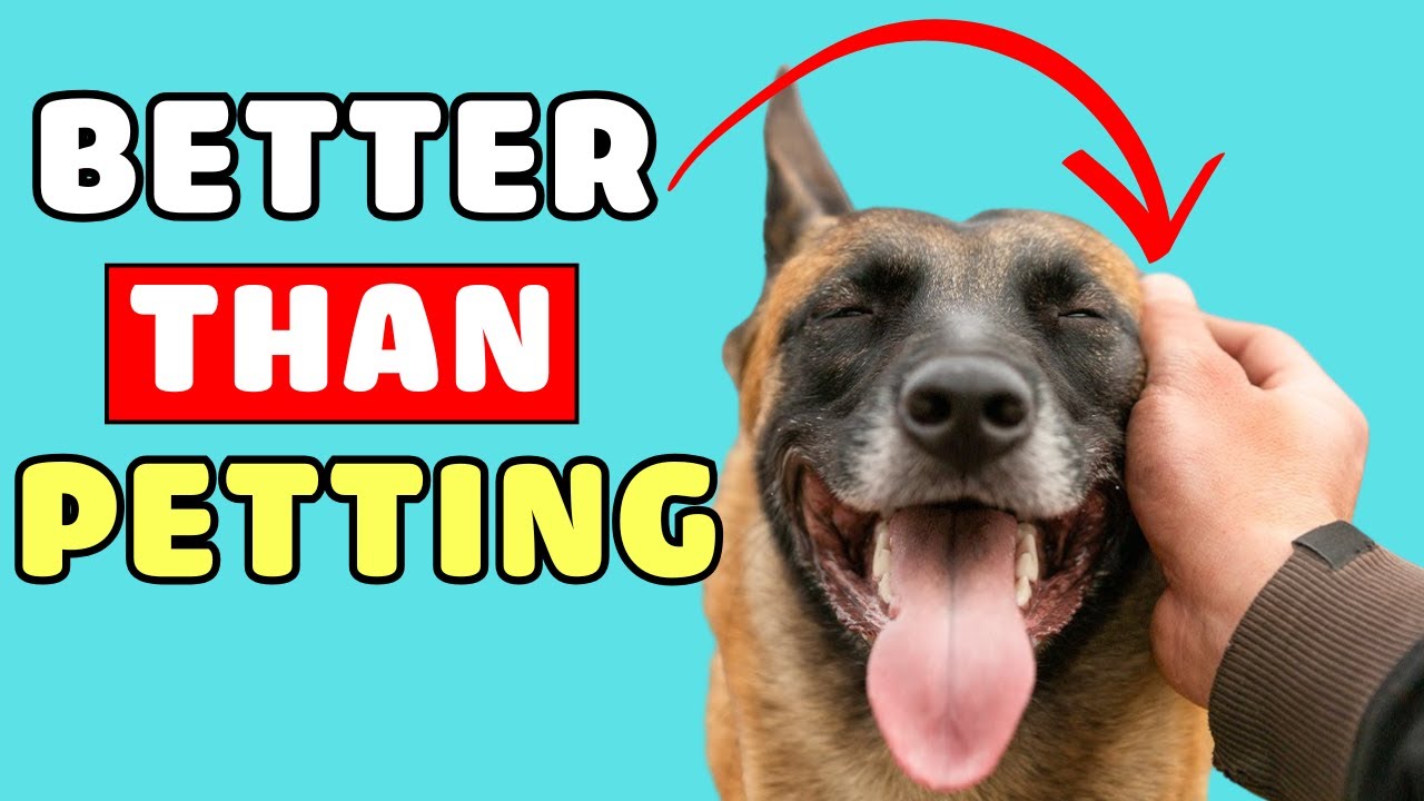 🔥 9 Things Your DOG LOVES More Than Cuddles &ndash; #5 Will Surprise You!