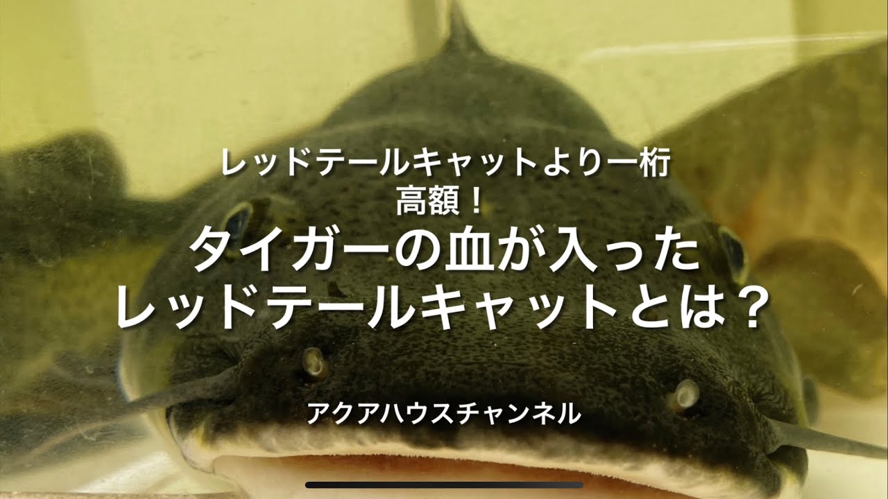 虎の模様のレッドテールキャット、お値段も一桁高額な個体をご覧下さい！