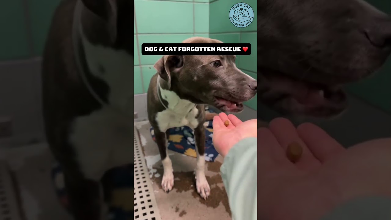 Each dog has its own unique circumstances. Let's love them. #dog #rescue #balidog #rescuedog #puppy