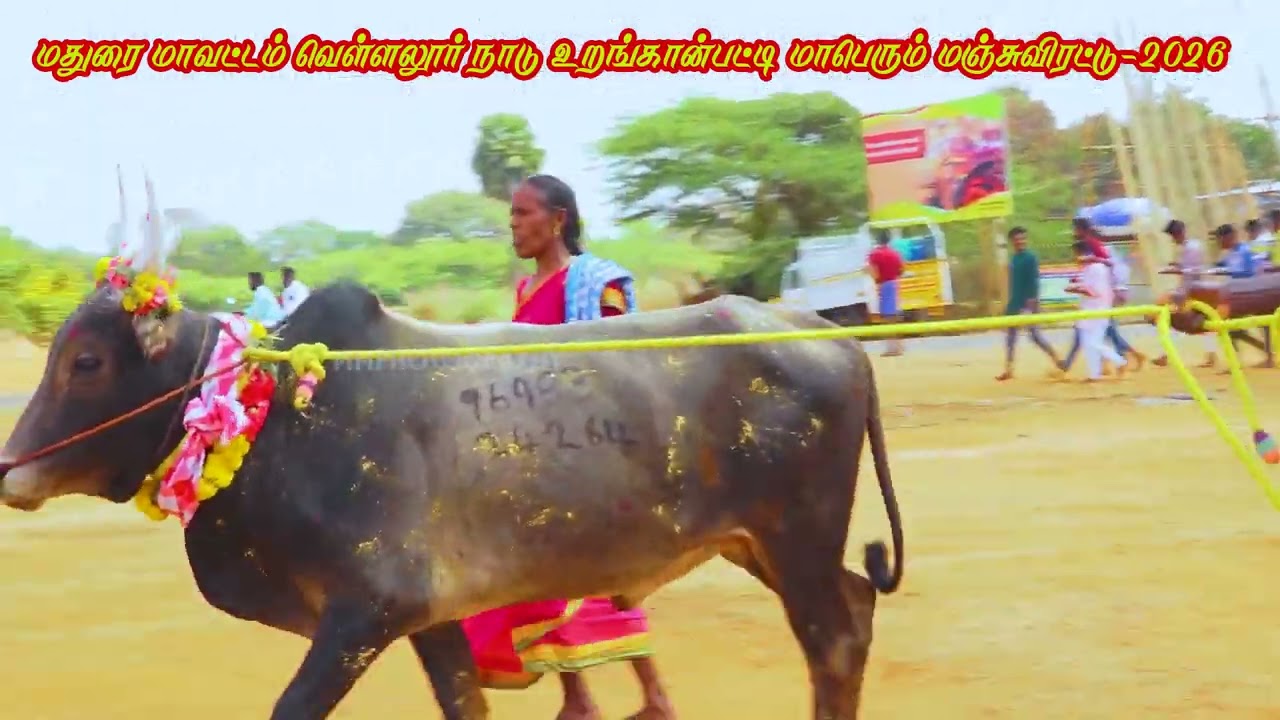 👑#மதுரை மாவட்டம்#வெள்ளலூர் நாடு#உறங்கான்பட்டி மாபெரும் மிகப்பெரிய மஞ்சுவிரட்டு 2026 வீடியோ  பகுதி -1