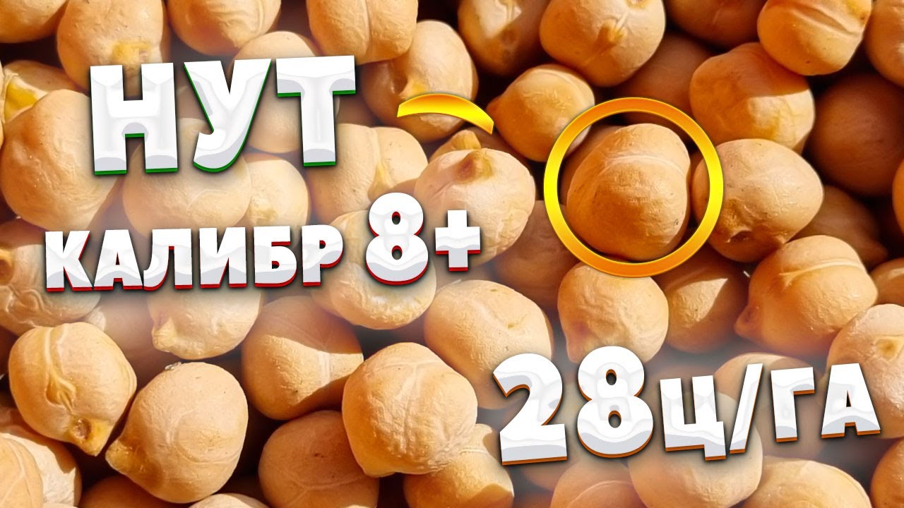 НУТ | Калибр 8+ | Ур-ть 28ц/га | Крупноплодный | Волжанин50 |