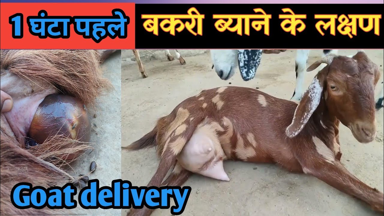 बकरी ब्याने के एक घंटा पहले के लक्षण | Goat Delivery Symptoms |Vimalumrao