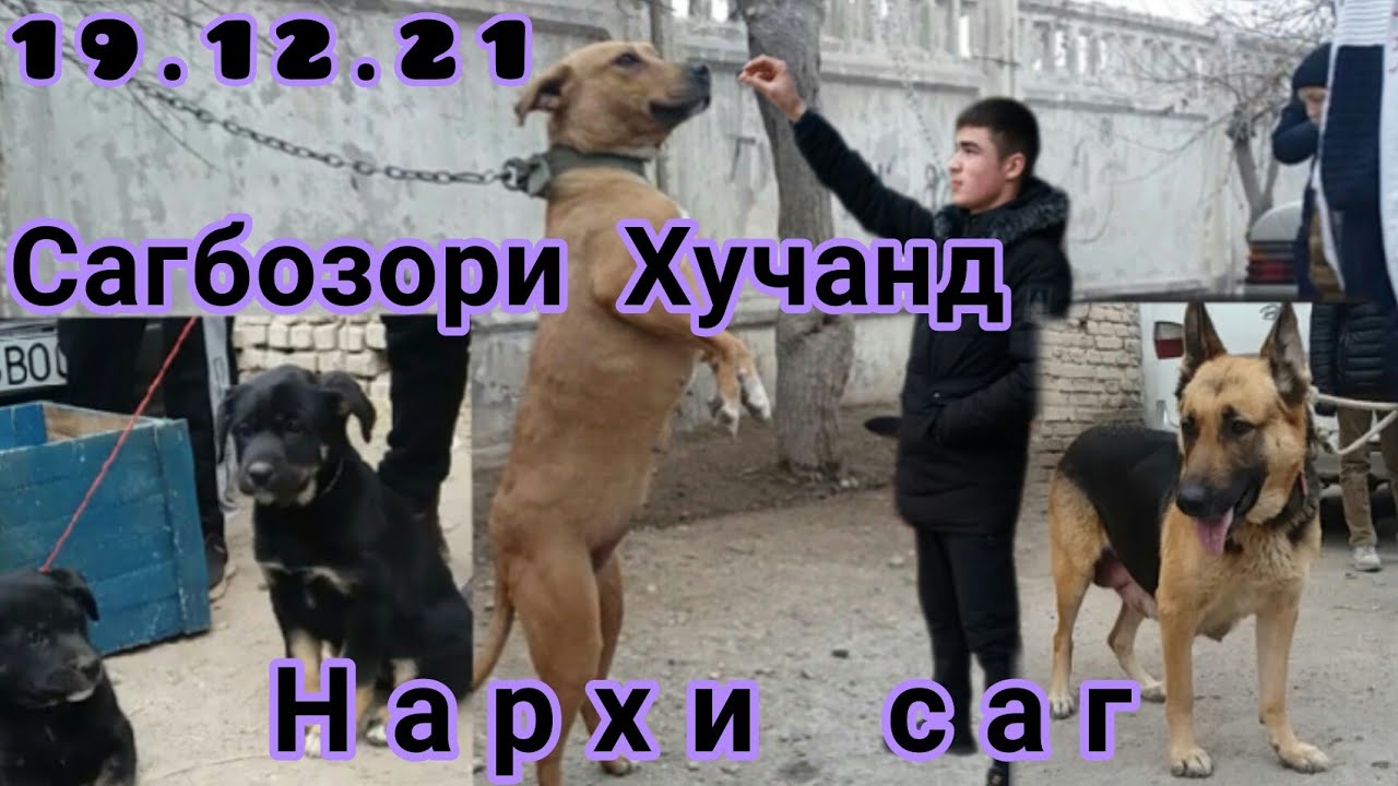 Нархи саг, сагбозори Хучанд/Собачий рынок города Худжанда/