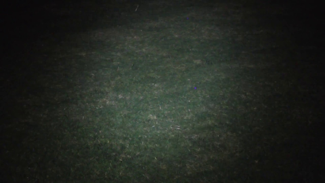 Spider eyes glowing in the night
