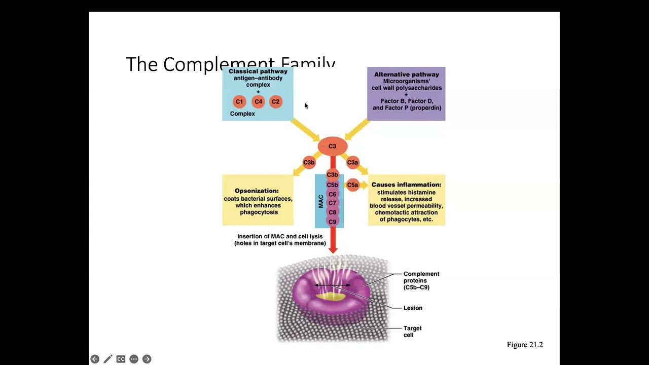 Topic 3   Immune System Part 2