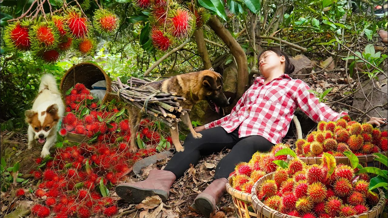 Harvesting Super Sweet Red Rambutan & go Market to Sell – Escaped Python Hiding Near the Garden!