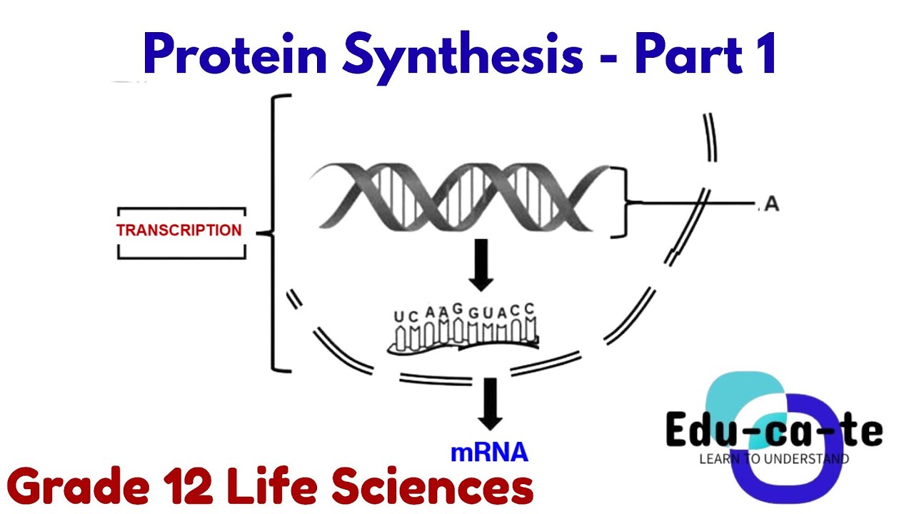 Protein Synthesis (Part 1) - Grade 12 Life Sciences (2026)