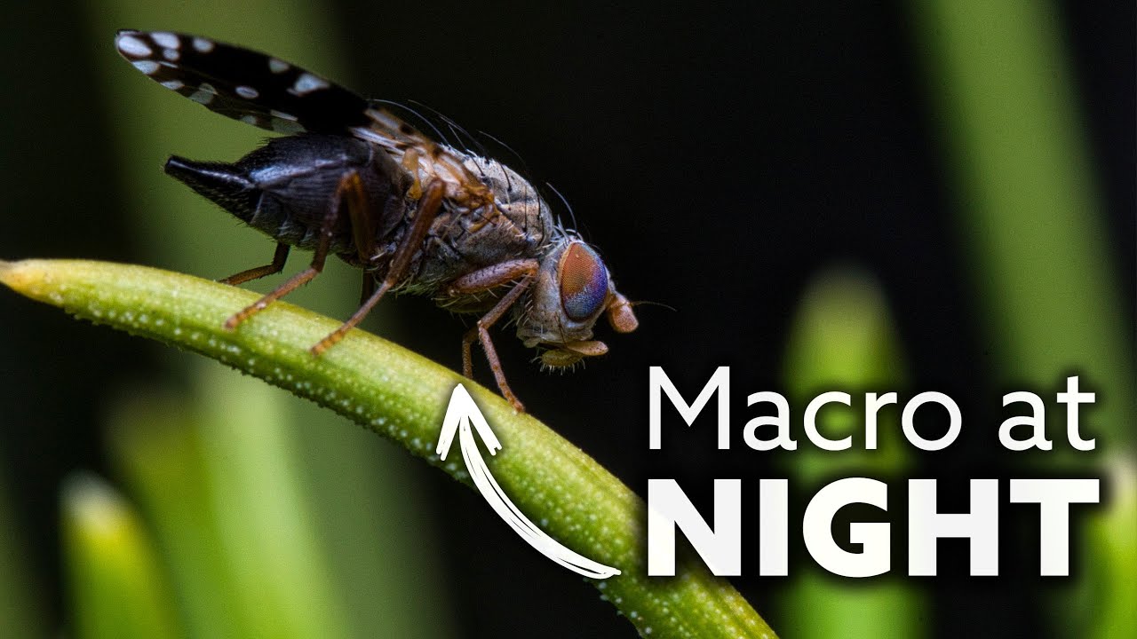 MACRO Photography EXPOSES What Happens at Night!