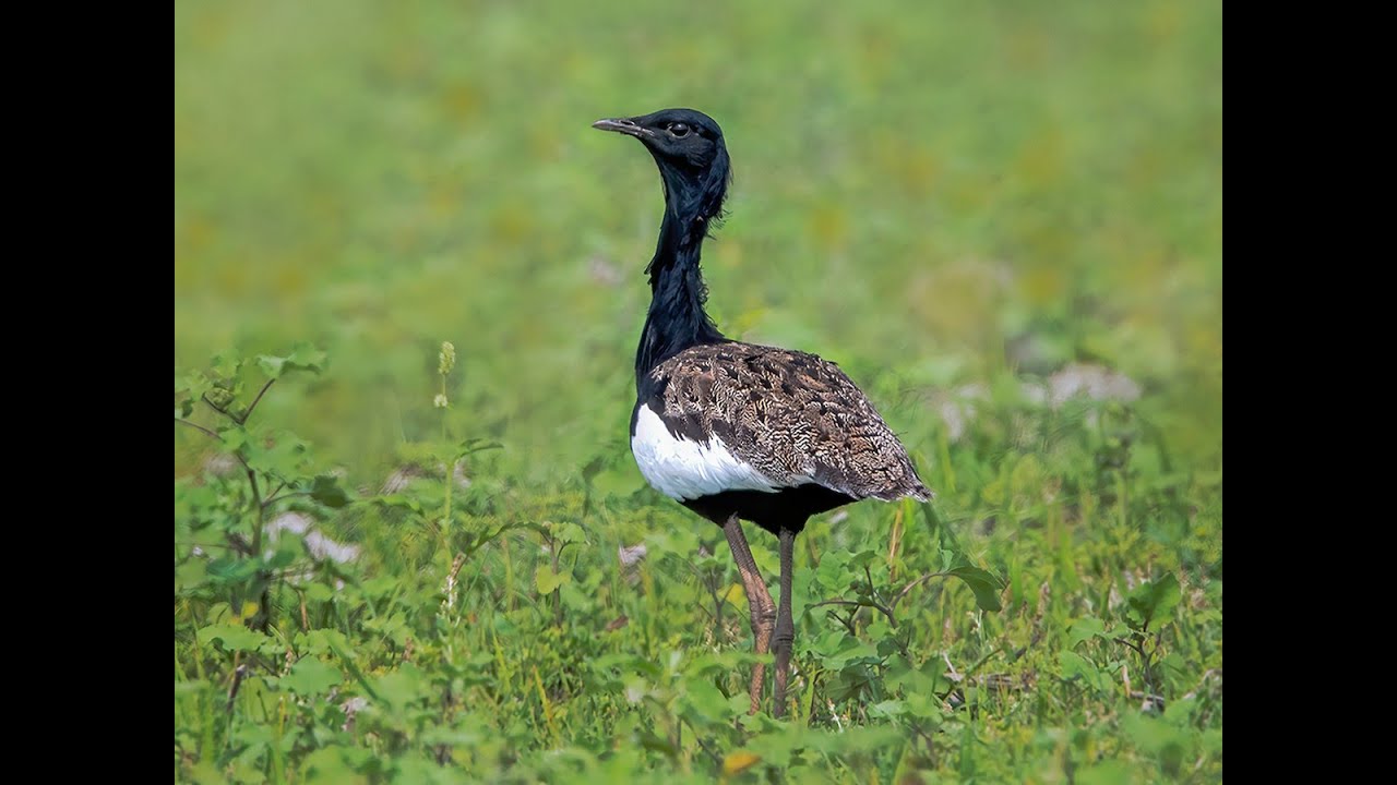 Wings of Hope|Conserving the Bengal Florican|By Wings Of Florican