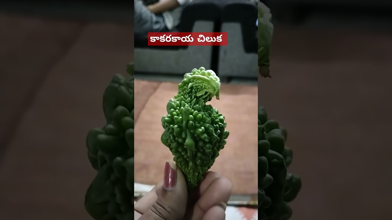 parrot bitter gourd 