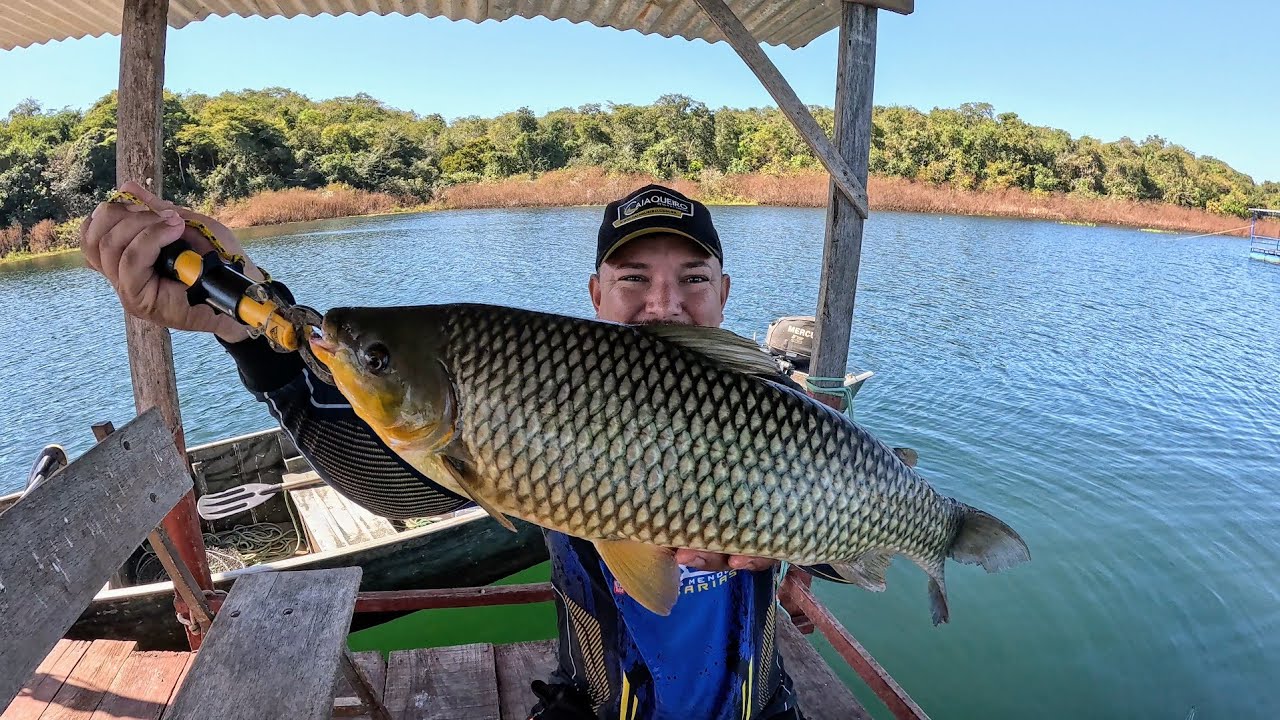 Pescaria de Piau, eles são Gigantes Melhor peixe frito no disco de arado!