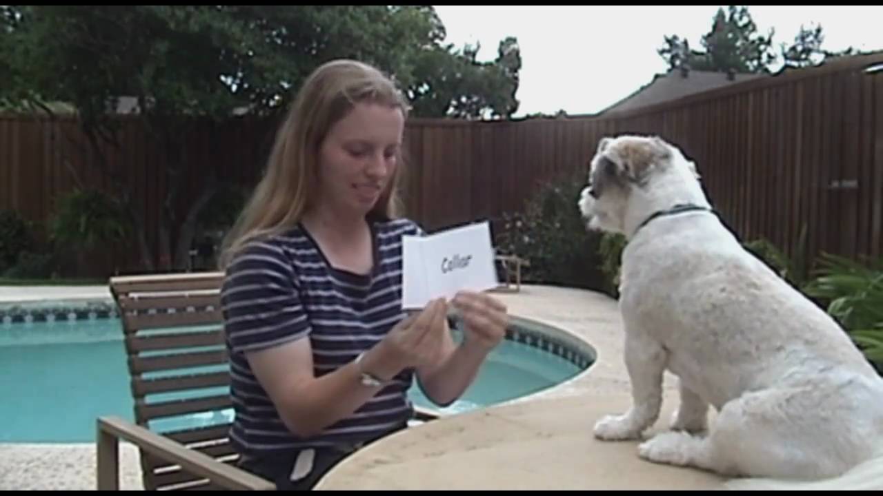 Sonny the Wonder Dog reads