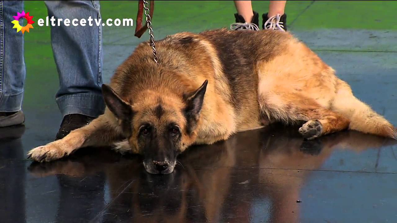 &iexcl;Nagoudi, un perro gu&iacute;a que jubilado y todo gan&oacute; su premio!