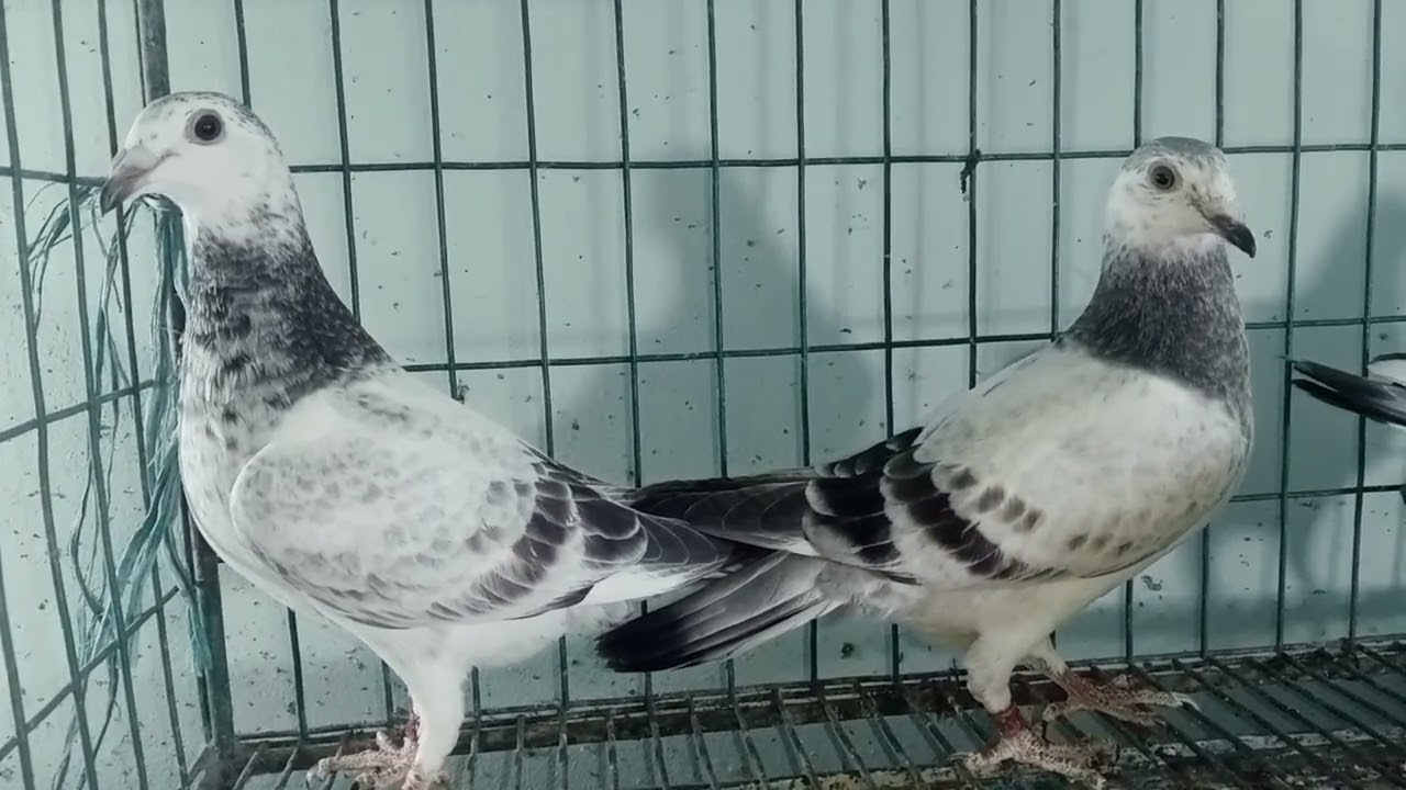 top quality afsan grizel dim baccha  geranti sele post📞01913366469#fypシ゚ #fypシ゚ #fypシ゚ #bird 🕊️🤝👌🤝🤝🤲