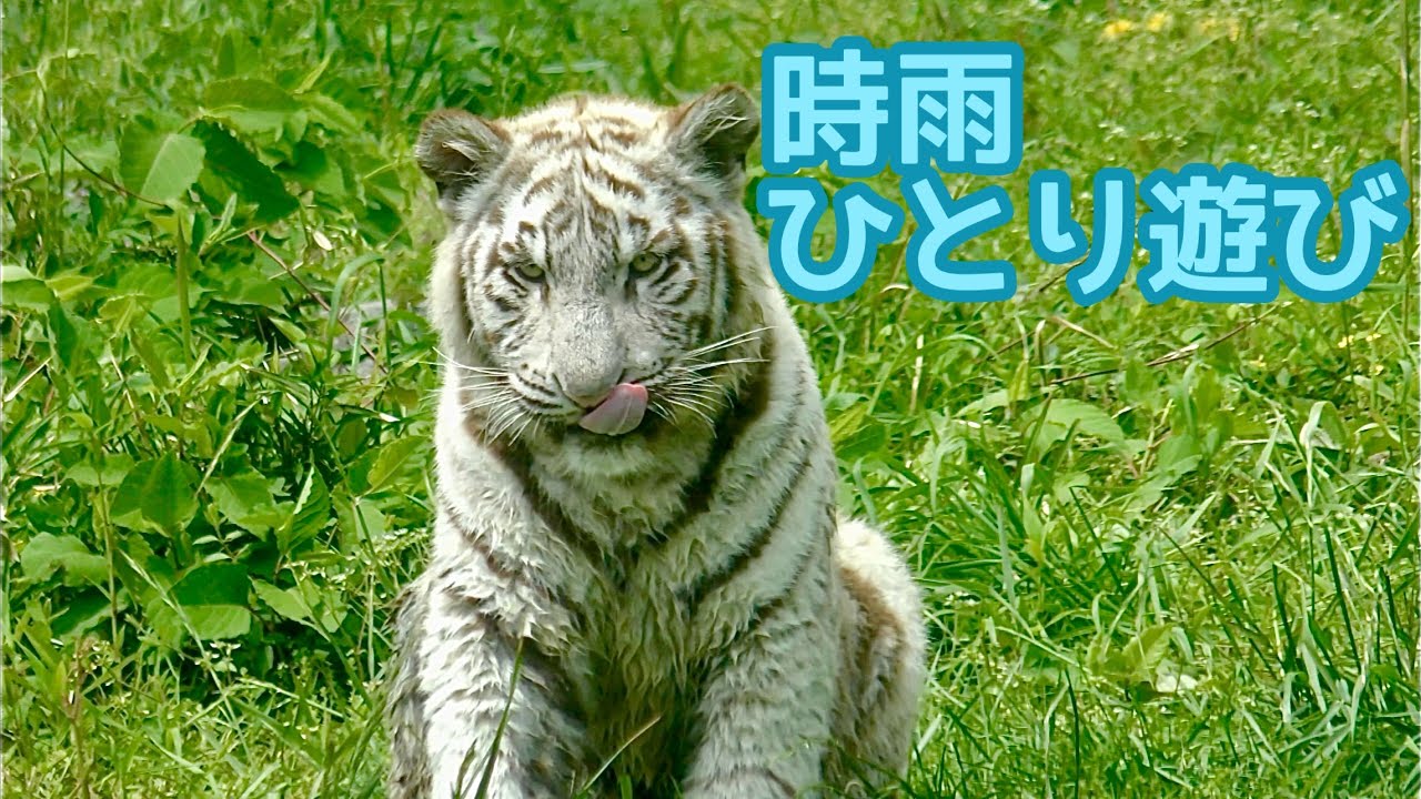 ホワイトタイガー　時雨くん　ひとりで遊んでいる様子です【伊豆アニマルキングダム】White tiger Shigure-kun Izu Animal Kingdom