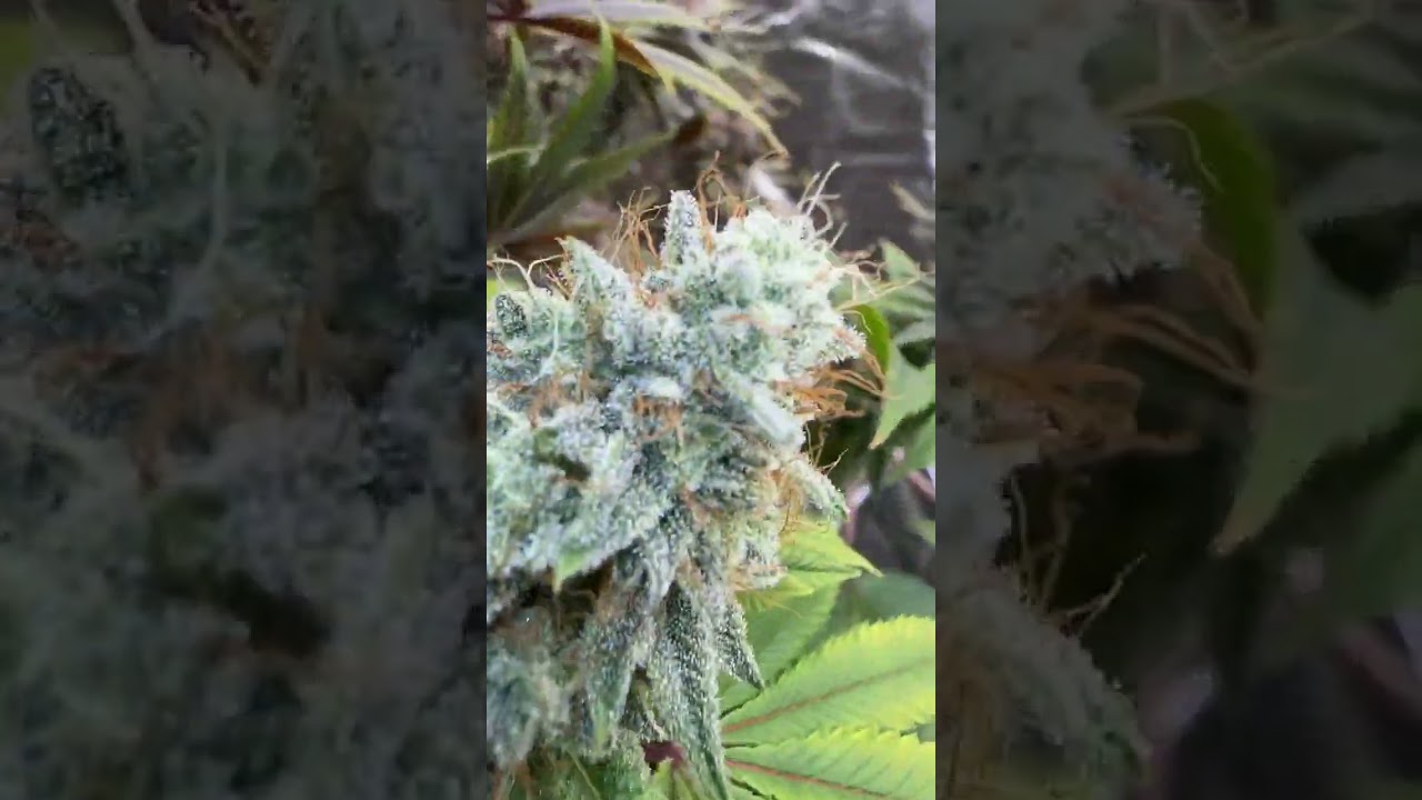 Final weeks on the pheno hunt. #homegrown #fypシ #medical #highlights #fire #gas #cannabisdaily