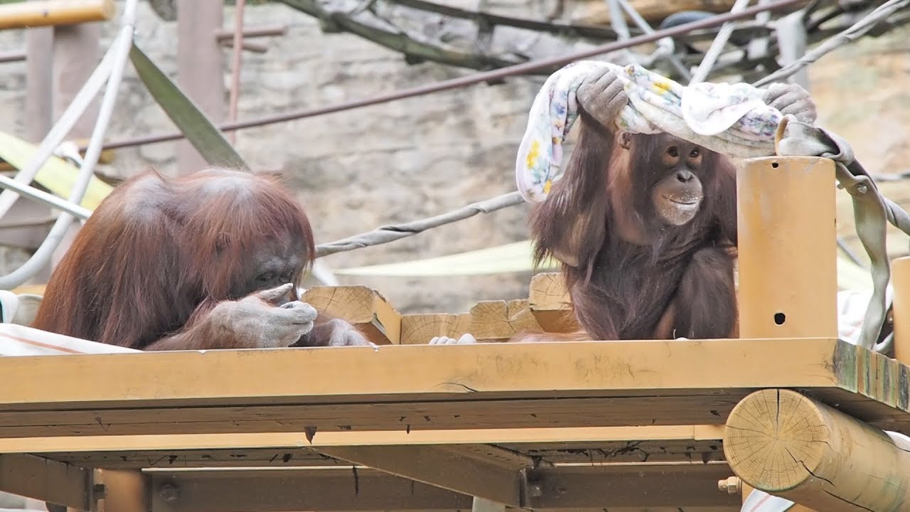 小麦粉(チャッピー&アピ)・オランウータン