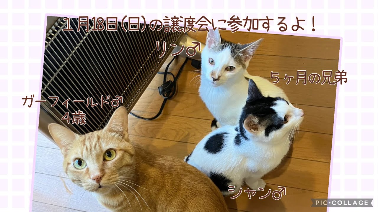 【保護猫譲渡会】2026年１月18日(日）ラブとハッピー　府中支部主催の譲渡会に参加のニャンズ（リン♂、シャン♂、ガーフィールド♂）を紹介！
