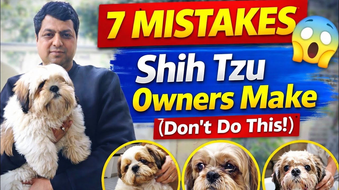 Avoid These Shih Tzu Owner Mistakes