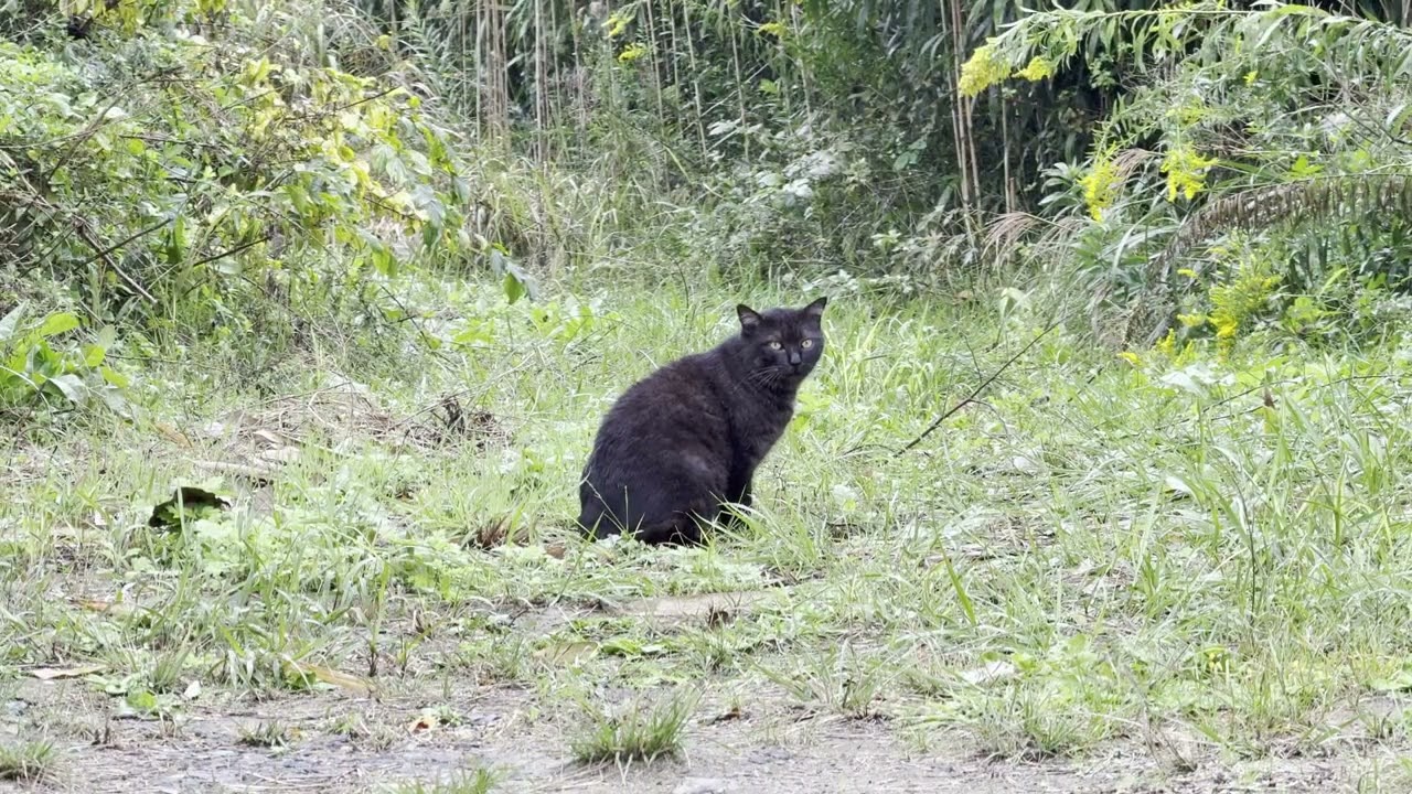老海鼠島のトレイルにいた黒猫さん2