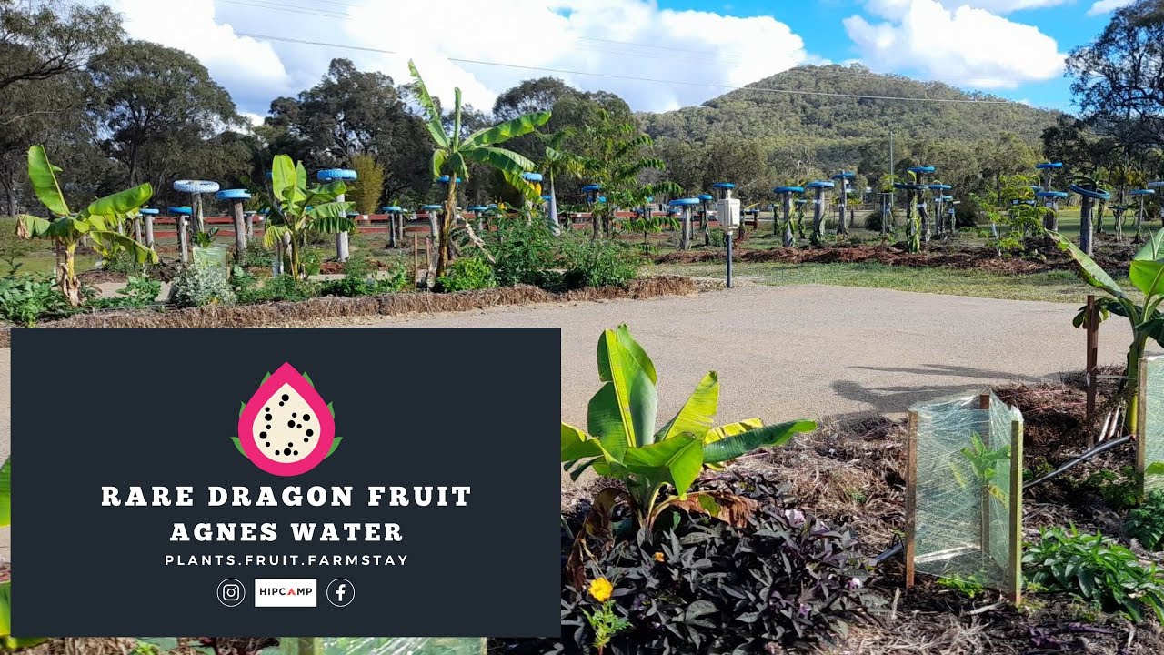How to grow dragon fruit. Australian dragon fruit farm in Agnes Water, Queensland