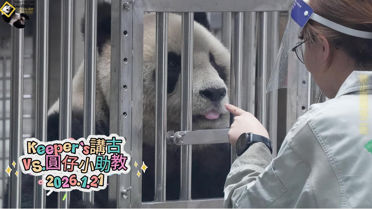 20260121 【Keeper's Talk】圓仔小助講上課經驗豐富，今日鬆弛感拉滿，悠哉悠哉不疾不徐精準踩點衝刺上課 The Giant Panda Yuan Zai